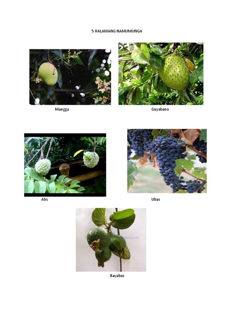 5 Halamang Namumunga .